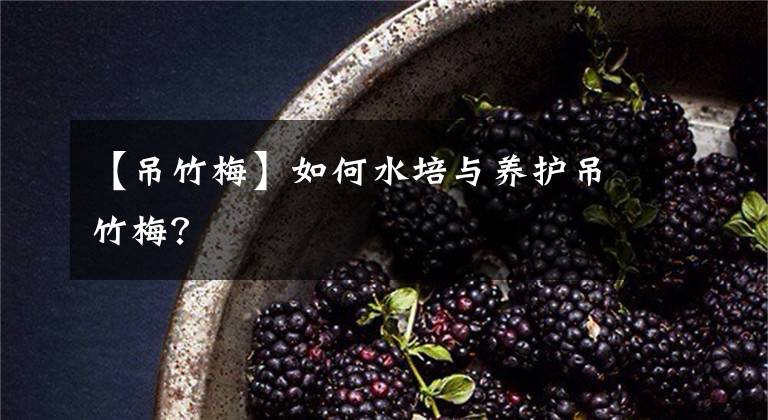 【吊竹梅】如何水培与养护吊竹梅？