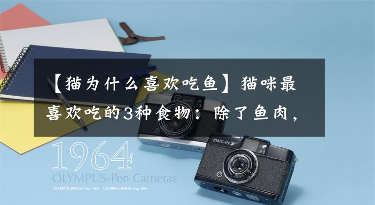 【猫为什么喜欢吃鱼】猫咪最喜欢吃的3种食物：除了鱼肉，蔬菜水果也是要有的