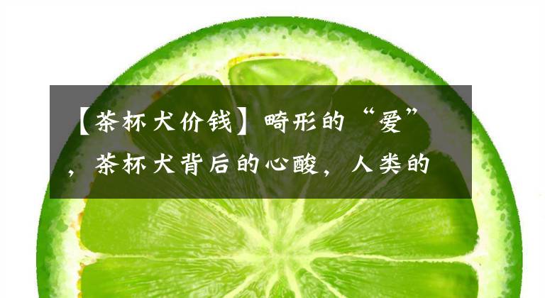 【茶杯犬价钱】畸形的“爱”,茶杯犬背后的心酸,人类的喜爱其实是在害它