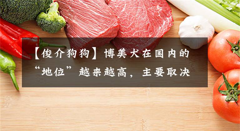 【俊介狗狗】博美犬在国内的“地位”越来越高，主要取决于这几点