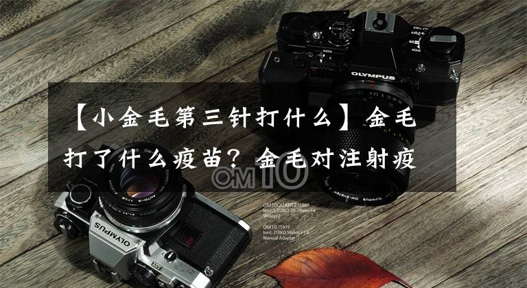 【小金毛第三针打什么】金毛打了什么疫苗？金毛对注射疫苗有什么作用？