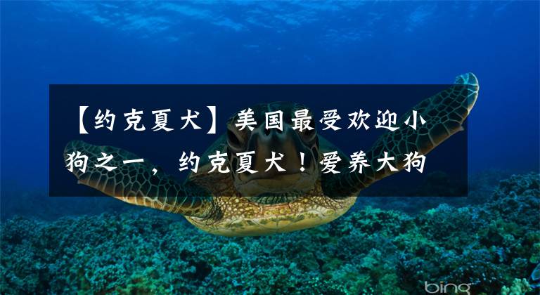 【约克夏犬】美国最受欢迎小狗之一,约克夏犬!爱养大狗的外国人为什么喜欢它