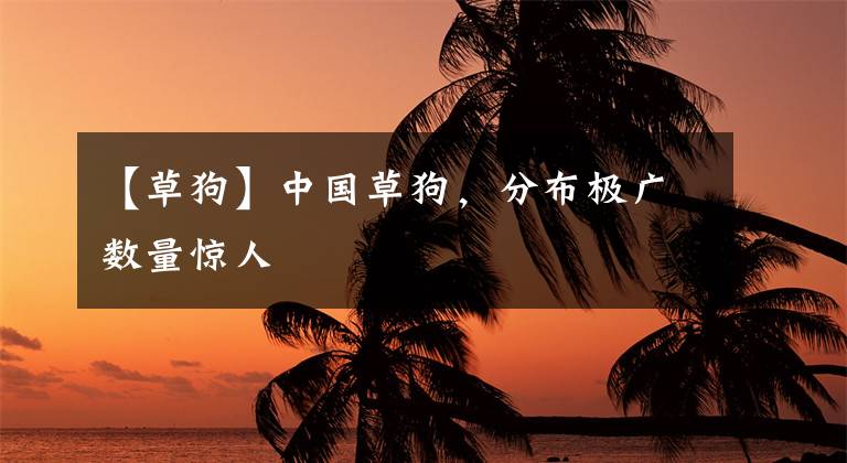 【草狗】中国草狗，分布极广数量惊人