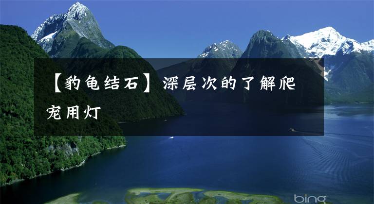 【豹龟结石】深层次的了解爬宠用灯