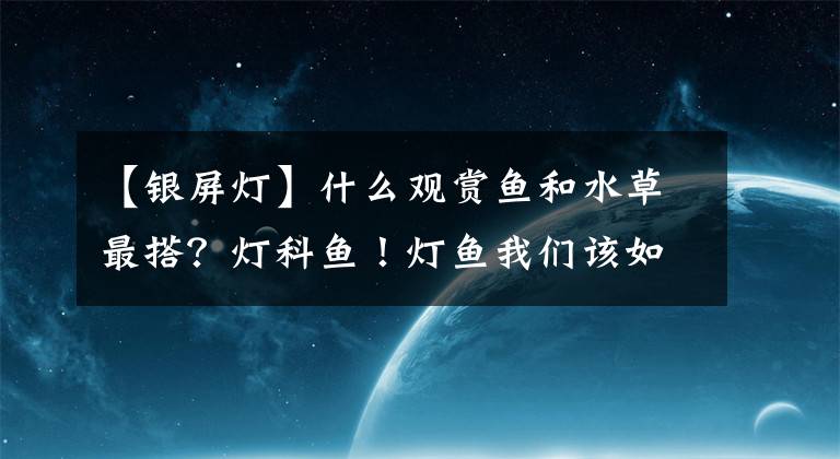 【银屏灯】什么观赏鱼和水草最搭？灯科鱼！灯鱼我们该如何养才好？