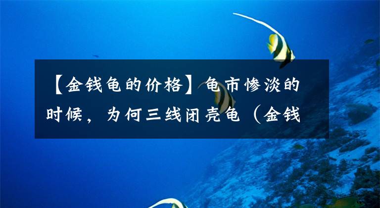 【金钱龟的价格】龟市惨淡的时候，为何三线闭壳龟（金钱龟）的价格依然身处高位？