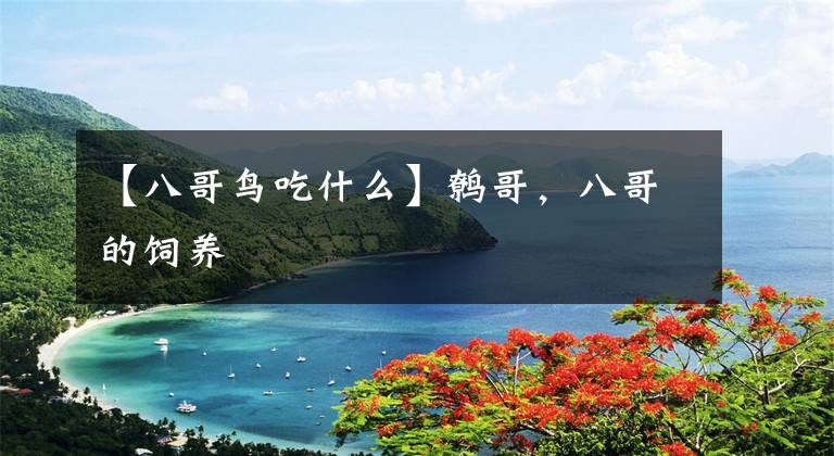 【八哥鸟吃什么】鹩哥，八哥的饲养