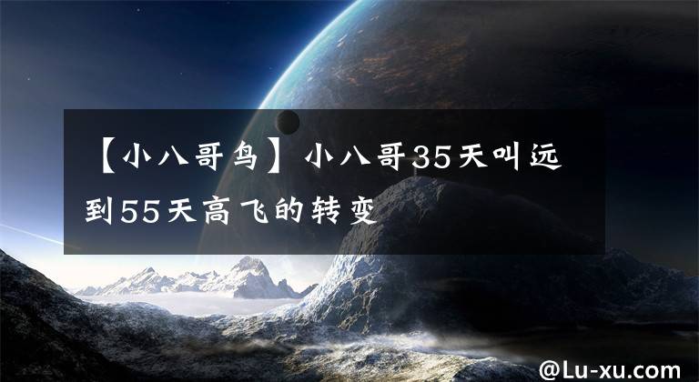 【小八哥鸟】小八哥35天叫远到55天高飞的转变