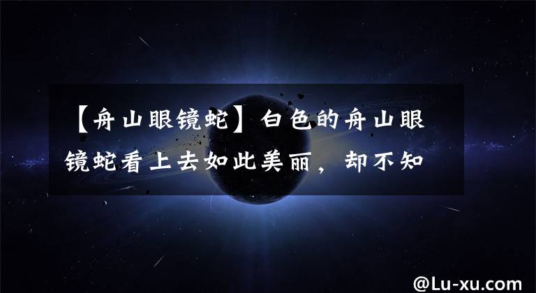 【舟山眼镜蛇】白色的舟山眼镜蛇看上去如此美丽，却不知其悲！