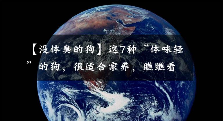【没体臭的狗】这7种“体味轻”的狗，很适合家养，瞧瞧看都有谁
