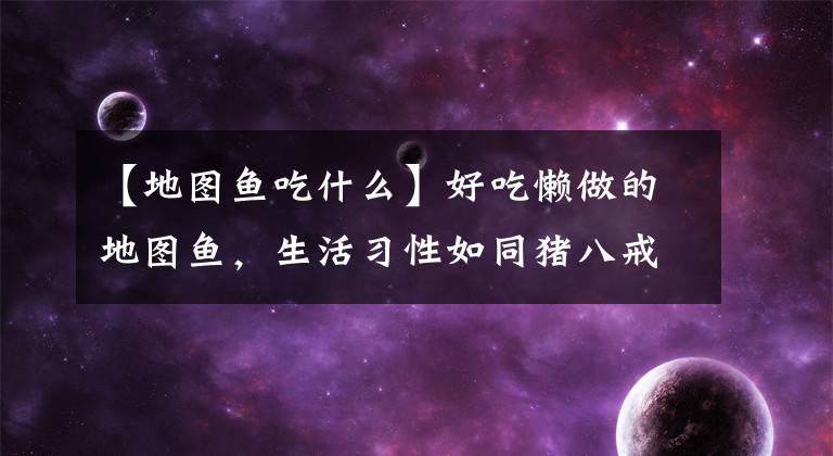 【地图鱼吃什么】好吃懒做的地图鱼,生活习性如同猪八戒,但却受到人们的喜爱