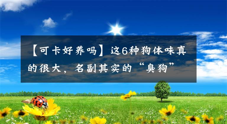 【可卡好养吗】这6种狗体味真的很大，名副其实的“臭狗”