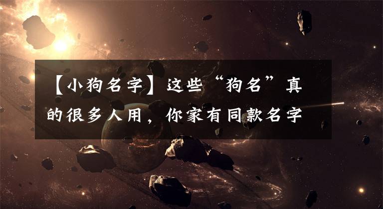【小狗名字】这些“狗名”真的很多人用，你家有同款名字吗？