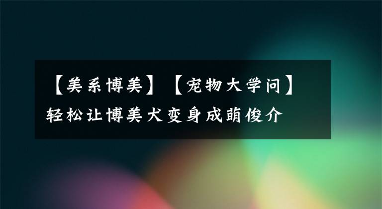 【美系博美】【宠物大学问】轻松让博美犬变身成萌俊介