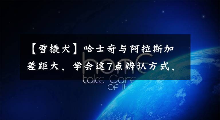 【雪橇犬】哈士奇与阿拉斯加差距大,学会这7点辨认方式,不再认错雪橇犬!