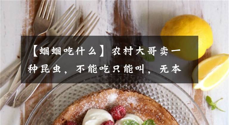 【蝈蝈吃什么】农村大哥卖一种昆虫，不能吃只能叫，无本生意一天净赚1000多
