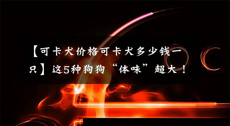 【可卡犬价格可卡犬多少钱一只】这5种狗狗“体味”超大！铲屎官：臭到我都不想回家