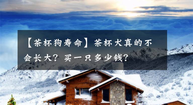 【茶杯狗寿命】茶杯犬真的不会长大？买一只多少钱？