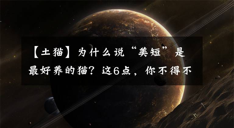 【土猫】为什么说“美短”是最好养的猫？这6点，你不得不服