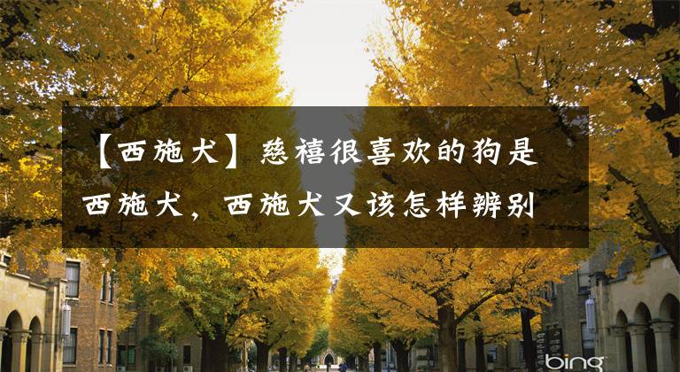 【西施犬】慈禧很喜欢的狗是西施犬，西施犬又该怎样辨别？