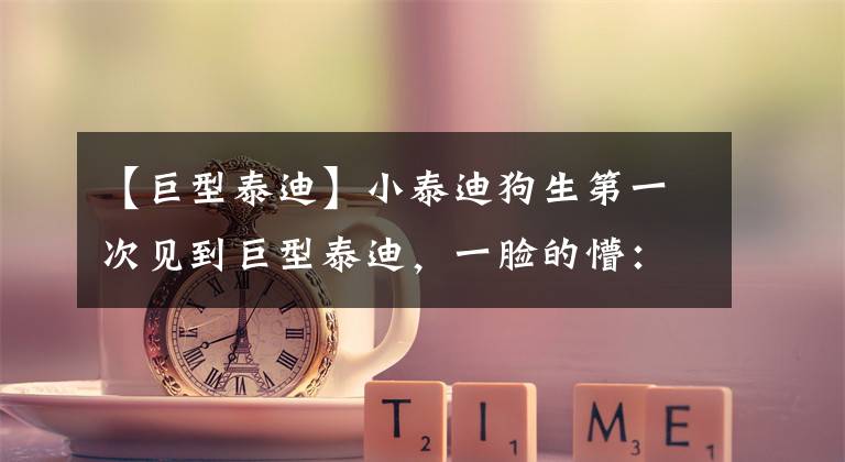 【巨型泰迪】小泰迪狗生第一次见到巨型泰迪，一脸的懵：你是吃什么长大的？