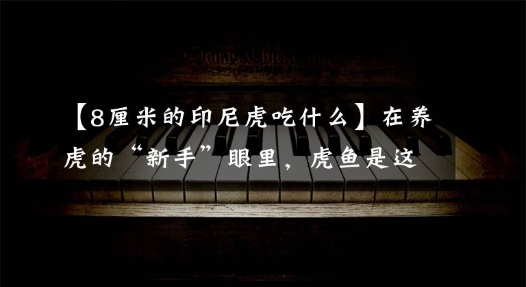 【8厘米的印尼虎吃什么】在养虎的“新手”眼里,虎鱼是这样的