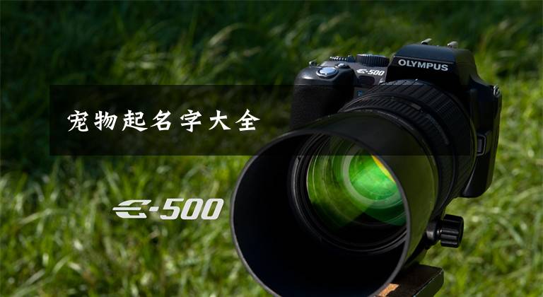 宠物起名字大全