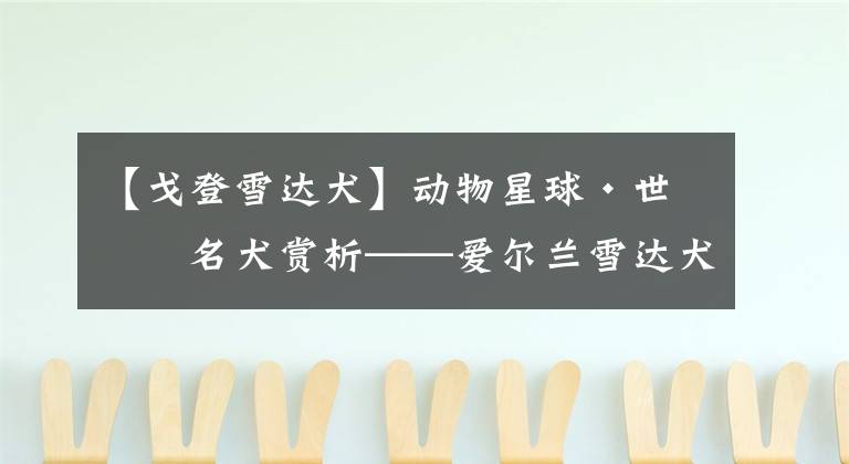 【戈登雪达犬】动物星球·世界名犬赏析——爱尔兰雪达犬!