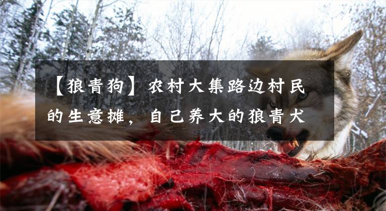 【狼青狗】农村大集路边村民的生意摊，自己养大的狼青犬2000元，种类多