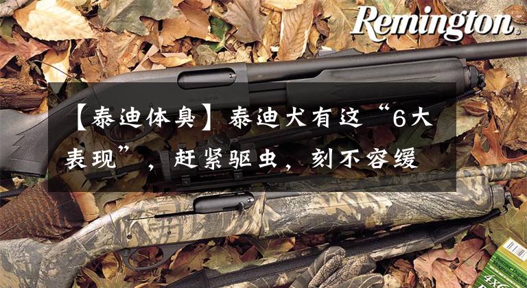 【泰迪体臭】泰迪犬有这“6大表现”，赶紧驱虫，刻不容缓