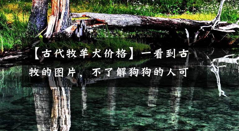 【古代牧羊犬价格】一看到古牧的图片，不了解狗狗的人可能也知道它