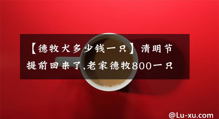 【德牧犬多少钱一只】清明节提前回来了,老家德牧800一只很便宜,准备带一只小狗回武汉