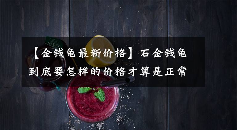 【金钱龟最新价格】石金钱龟到底要怎样的价格才算是正常？