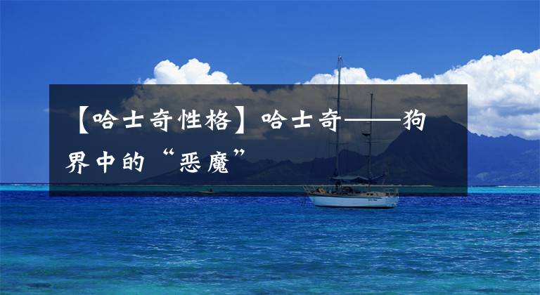 【哈士奇性格】哈士奇——狗界中的“恶魔”