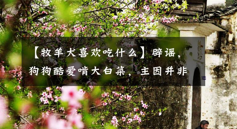 【牧羊犬喜欢吃什么】辟谣，狗狗酷爱啃大白菜，主因并非异食癖，而是嗅觉上判断出错！
