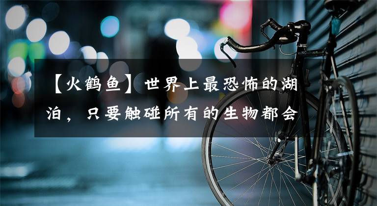 【火鹤鱼】世界上最恐怖的湖泊，只要触碰所有的生物都会变成干尸化石