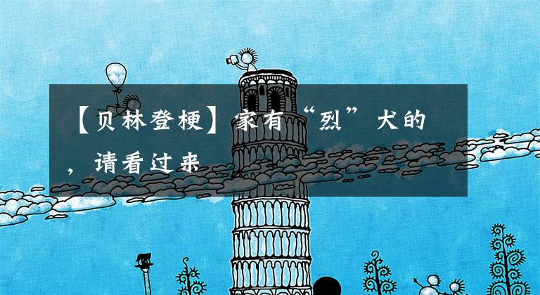 【贝林登梗】家有“烈”犬的，请看过来