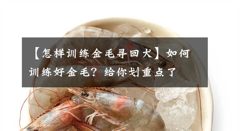 【怎样训练金毛寻回犬】如何训练好金毛？给你划重点了