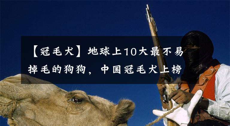 【冠毛犬】地球上10大最不易掉毛的狗狗，中国冠毛犬上榜，你喜欢哪一种？