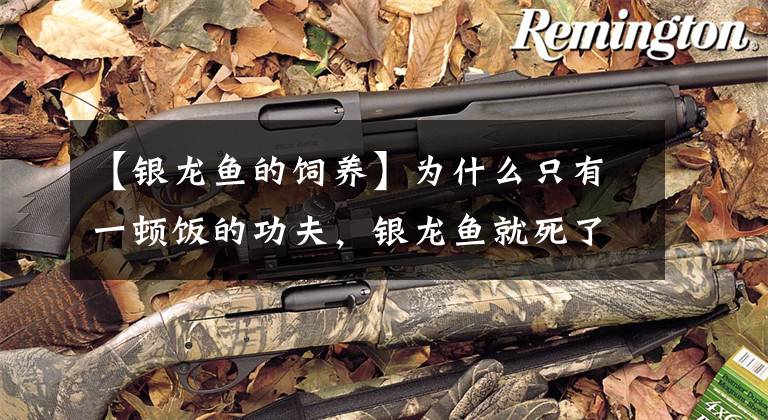 【银龙鱼的饲养】为什么只有一顿饭的功夫，银龙鱼就死了？在下列问题上我们要谨慎