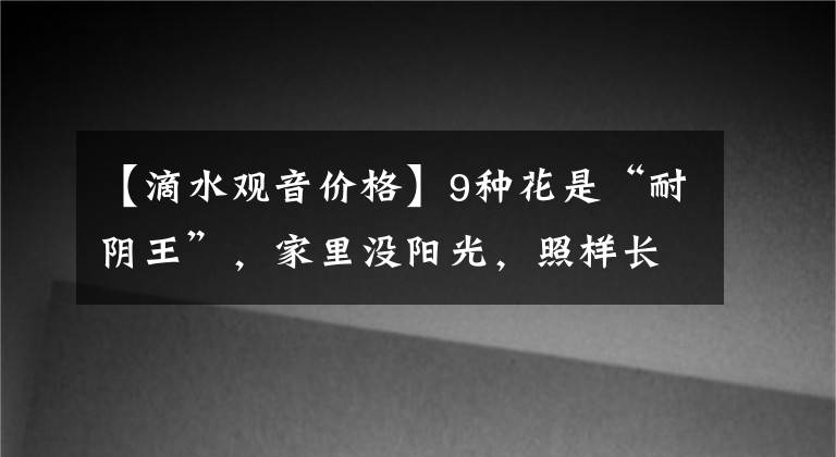 【滴水观音价格】9种花是“耐阴王”,家里没阳光,照样长得旺,贵气又漂亮
