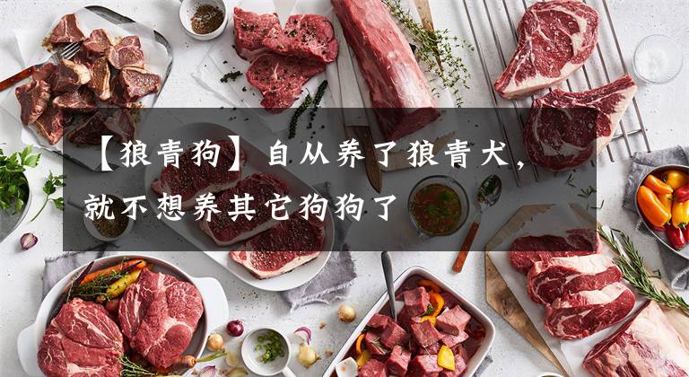 【狼青狗】自从养了狼青犬，就不想养其它狗狗了