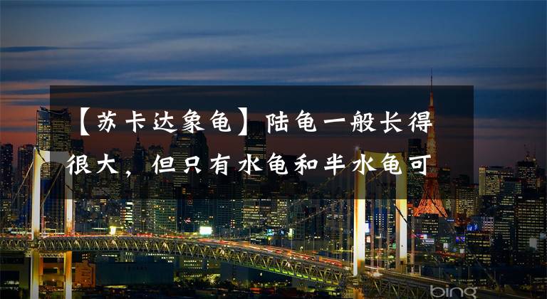 【苏卡达象龟】陆龟一般长得很大，但只有水龟和半水龟可以养，什么龟长得快又大