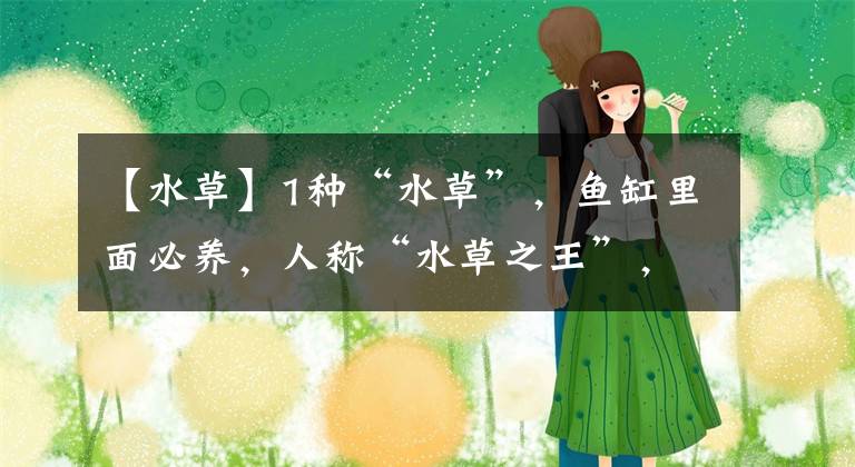 【水草】1种“水草”，鱼缸里面必养，人称“水草之王”，我就养了