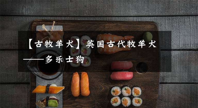 【古牧羊犬】英国古代牧羊犬——多乐士狗