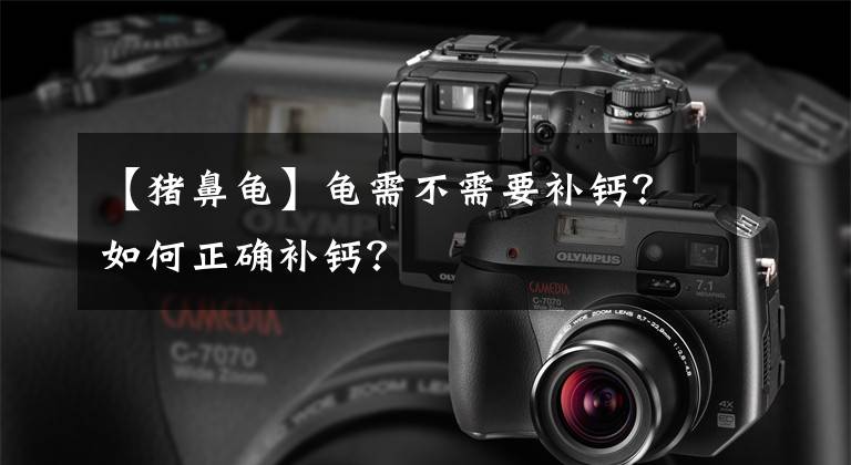 【猪鼻龟】龟需不需要补钙？如何正确补钙？