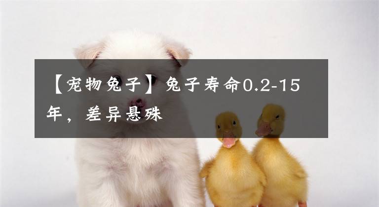 【宠物兔子】兔子寿命0.2-15年,差异悬殊