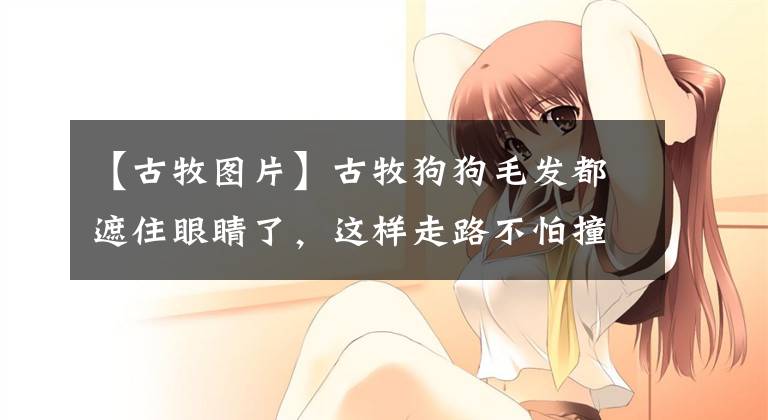 【古牧图片】古牧狗狗毛发都遮住眼睛了，这样走路不怕撞墙么？真相很扎心