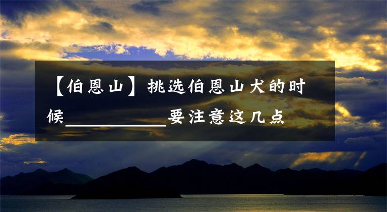 【伯恩山】挑选伯恩山犬的时候__________要注意这几点