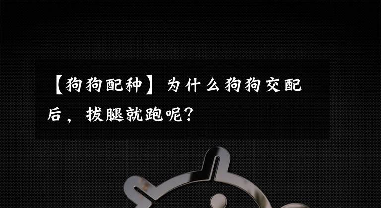 【狗狗配种】为什么狗狗交配后，拔腿就跑呢？